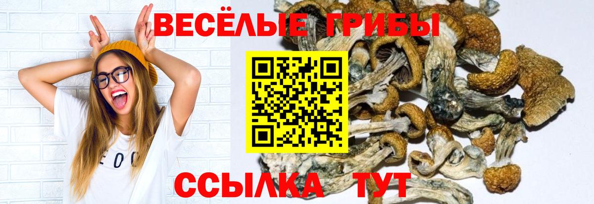 Псилоцибиновые грибы Psilocybe Иваново